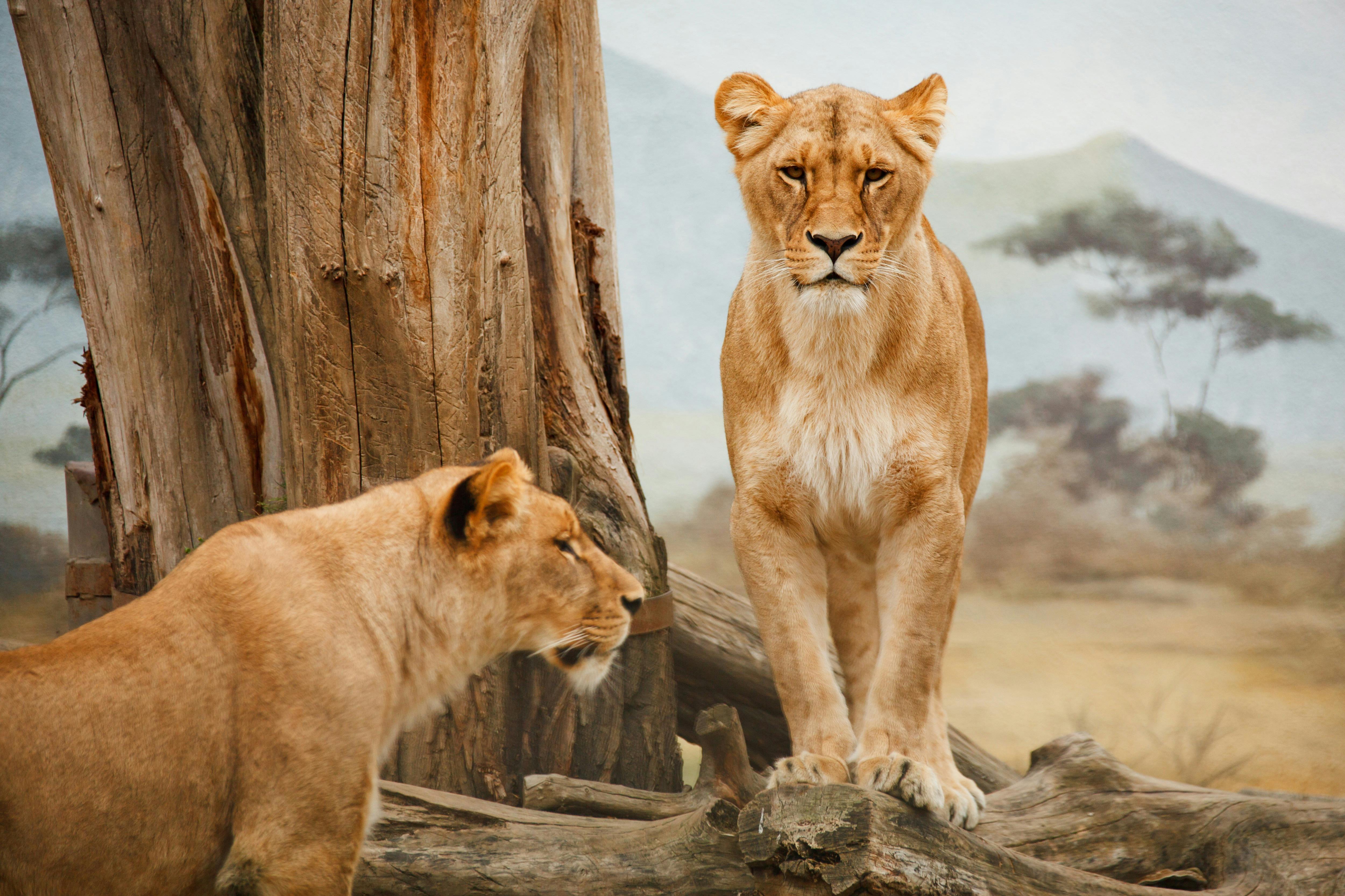 Uganda wildlife
