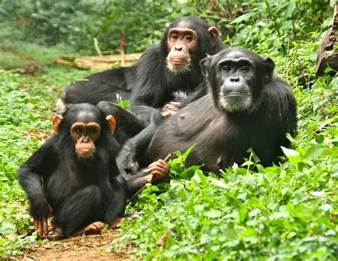 Chimpanzee in Kibale