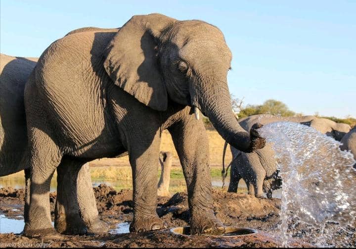 Elephant herd