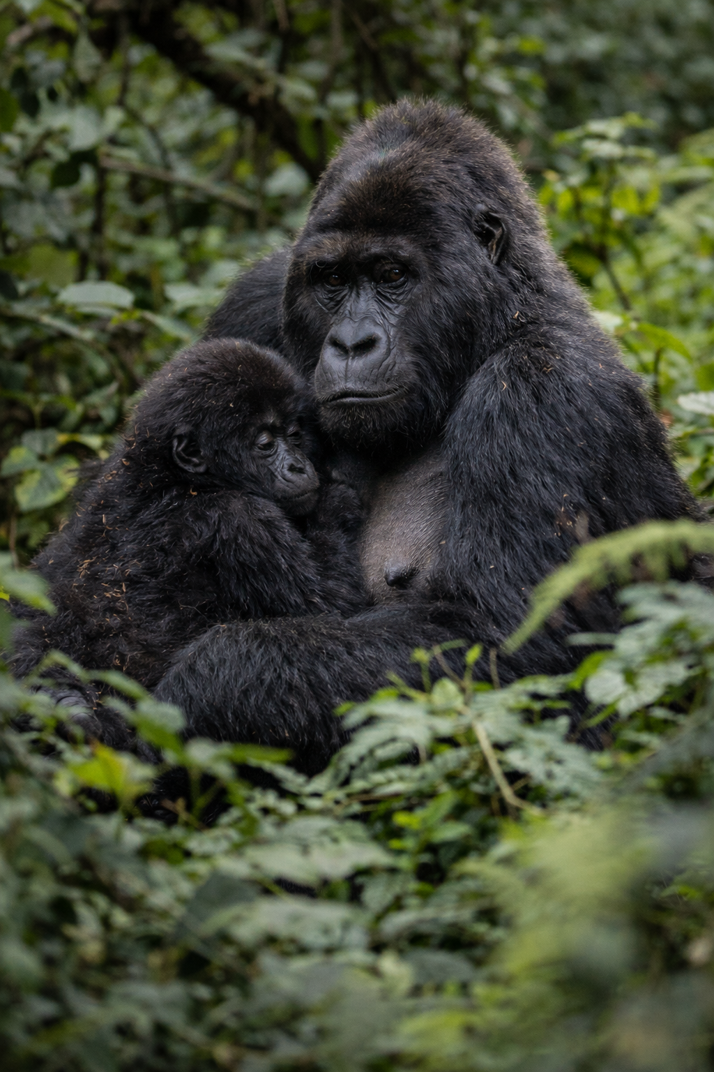 Bwindi Impenetrable National Park