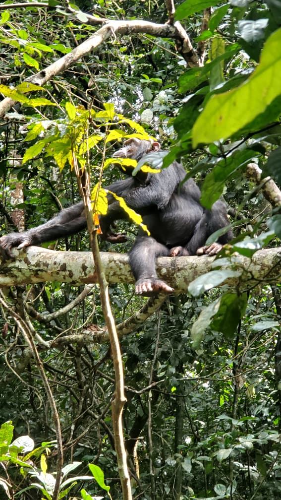 Kibale Forest