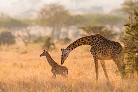 Queen Elizabeth National Park