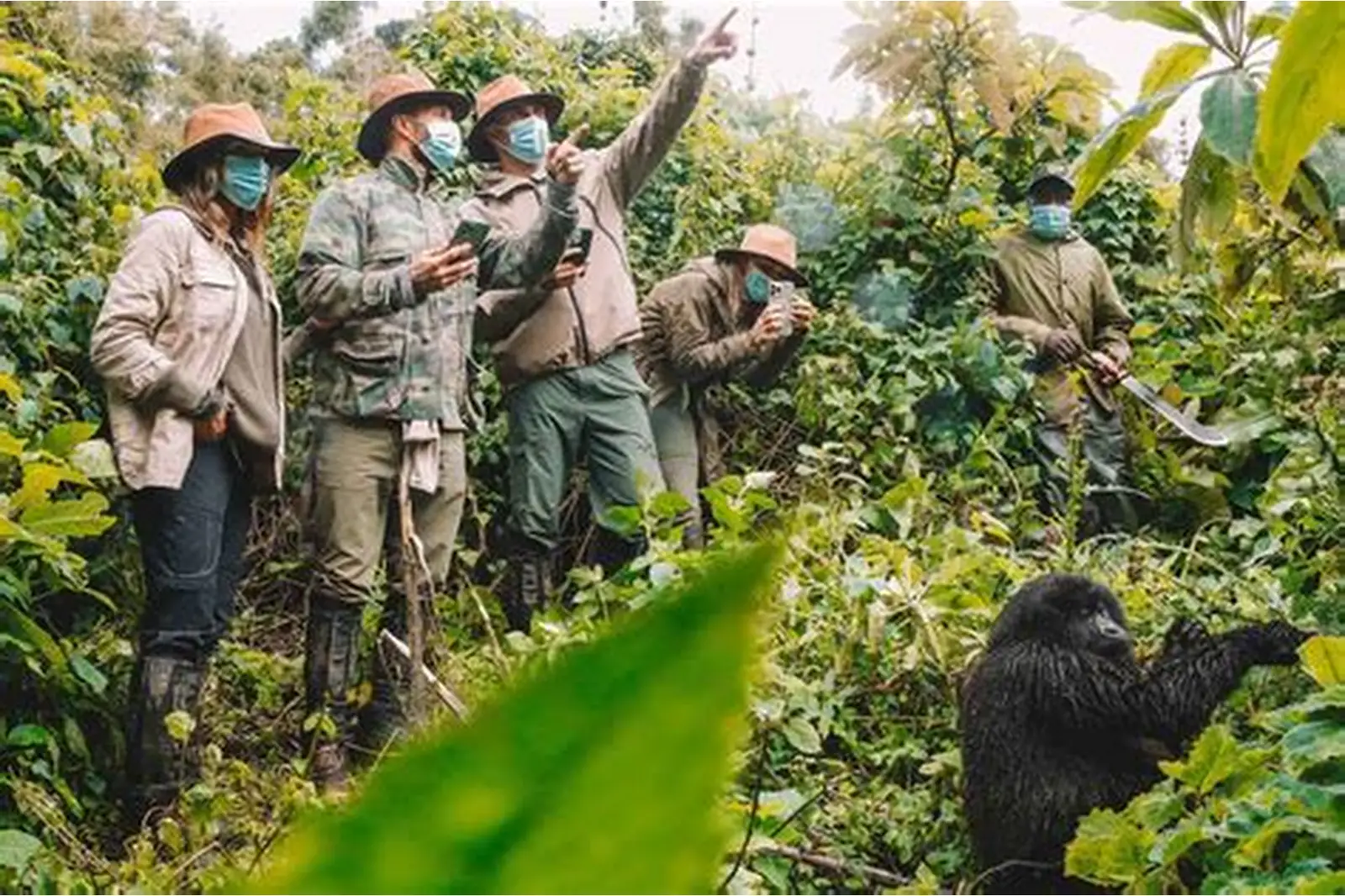 Gorilla trekking