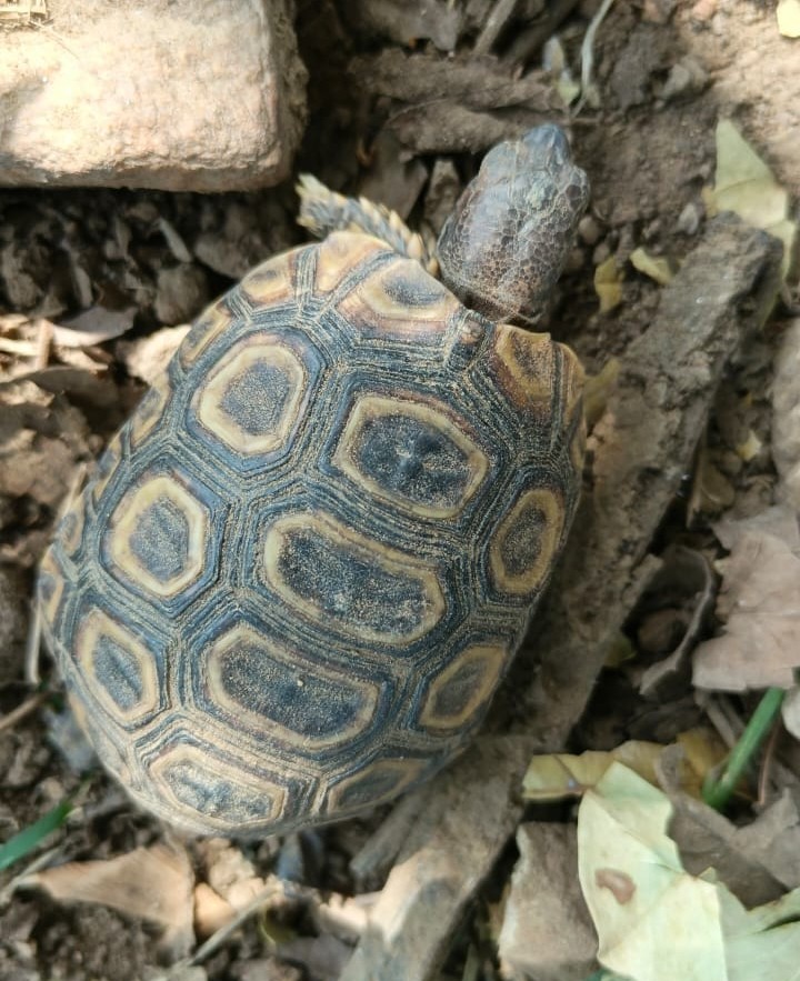 Nubian Flap shell Turtle